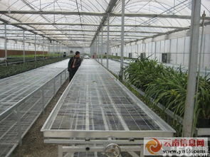 專業(yè)承接各類鋼架大棚工程 聯(lián)棟大棚、插地棚、溫室餐廳與智能溫室